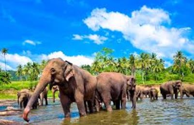 Sri Lanka: Unveiling the Island’s Unique Laws and&nbsp;Customs